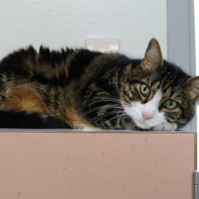 Zimba